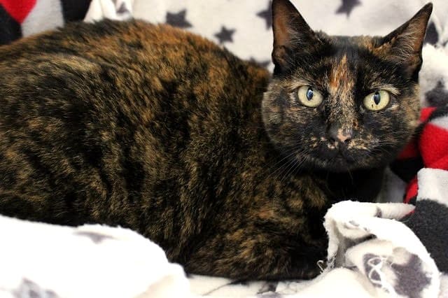Webster - Domestic Short Hair cat available for adoption at Cats Protection League Canterbury in Christchurch