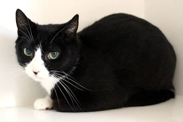 Dove - Domestic Short Hair cat available for adoption at Cats Protection League Canterbury in Christchurch