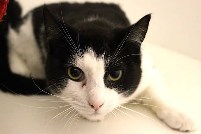 Rollo - Domestic Short Hair cat available for adoption at Cats Protection League Canterbury in Christchurch