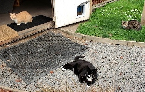 Jed, Millie and Snowy - Domestic Short Hair cat available for adoption at Cats Protection League Canterbury in Christchurch
