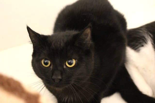 Leif - Domestic Short Hair cat available for adoption at Cats Protection League Canterbury in Christchurch