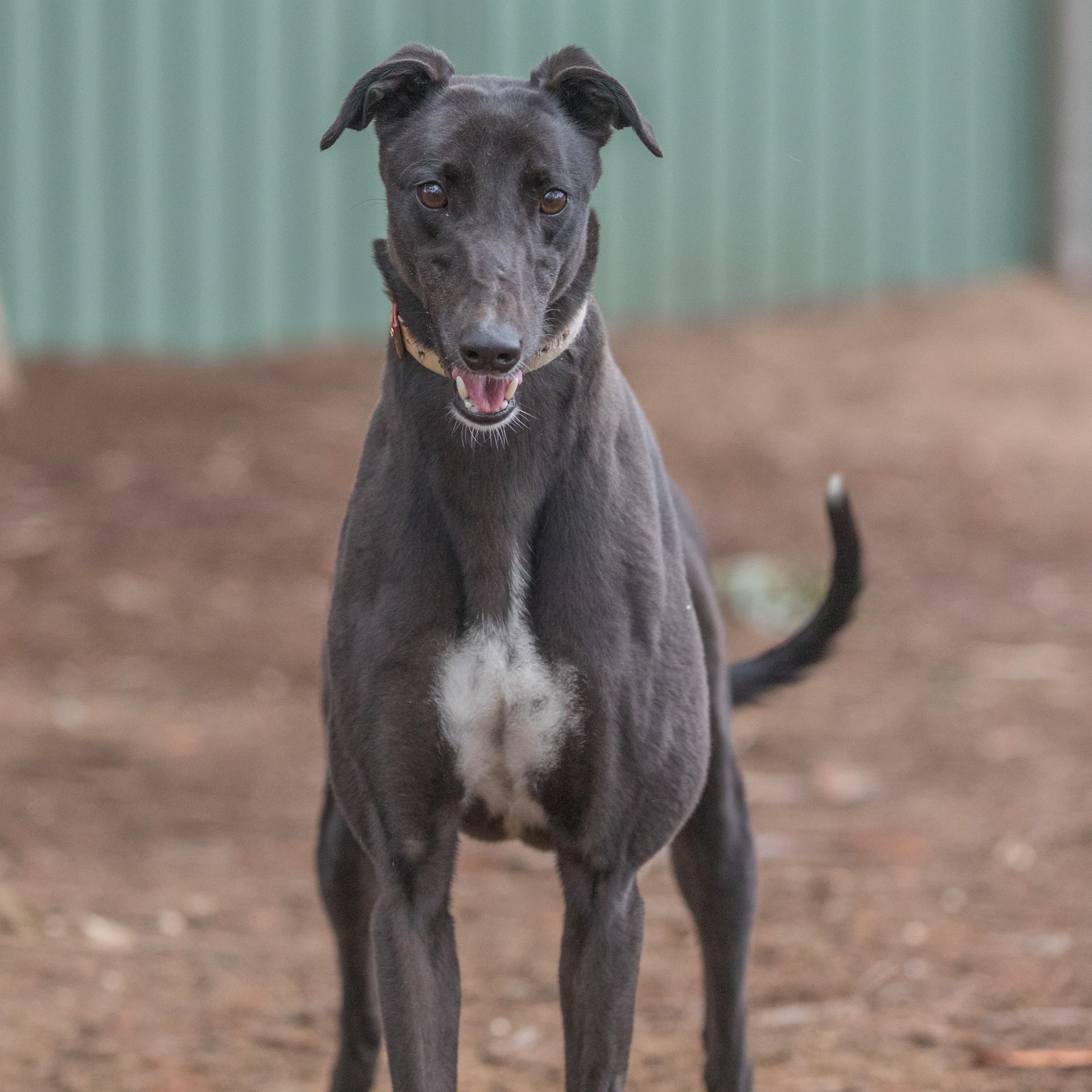 Muffin - Greyhound available for adoption in Melbourne