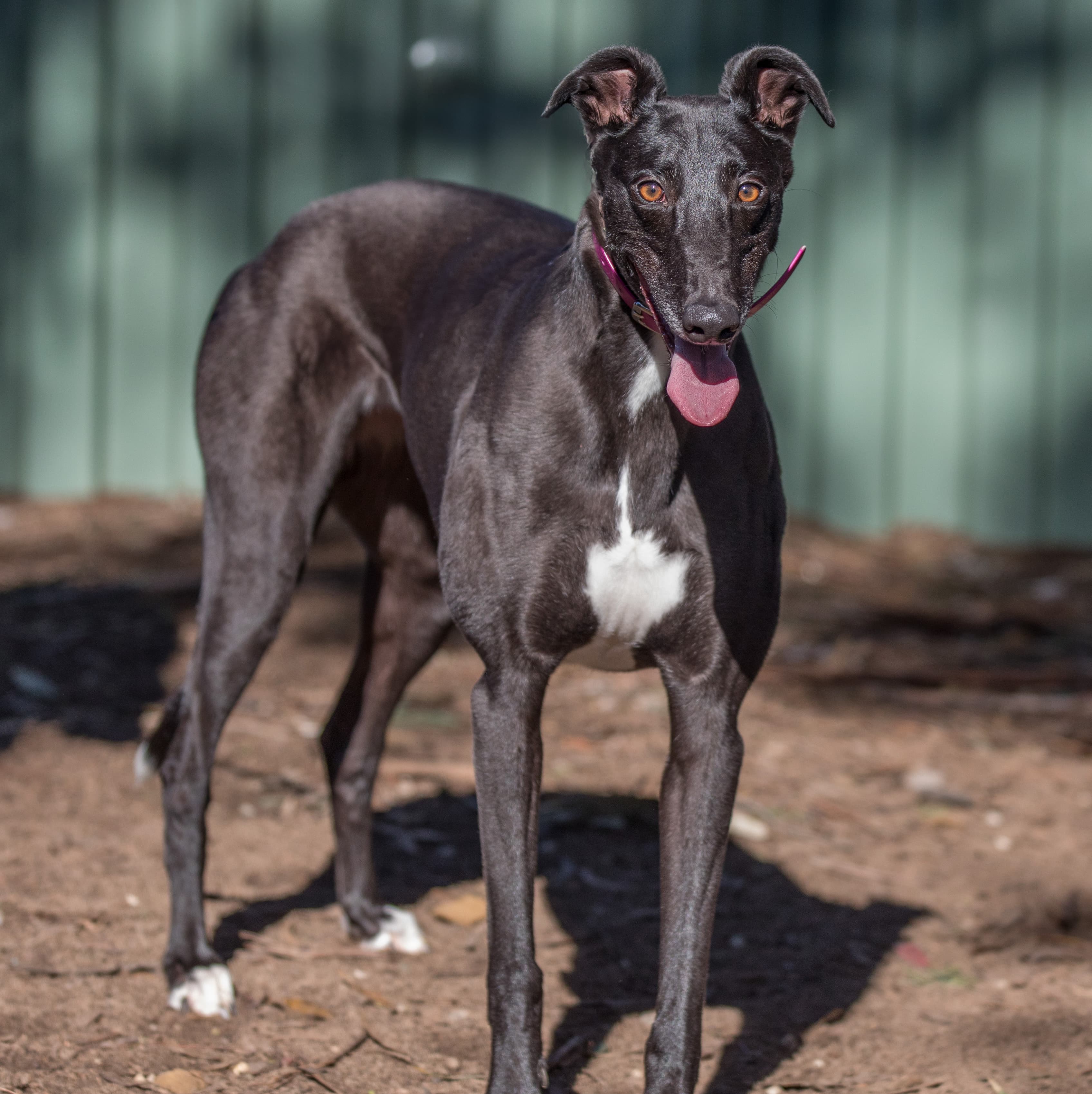 Delta - Greyhound available for adoption in Melbourne