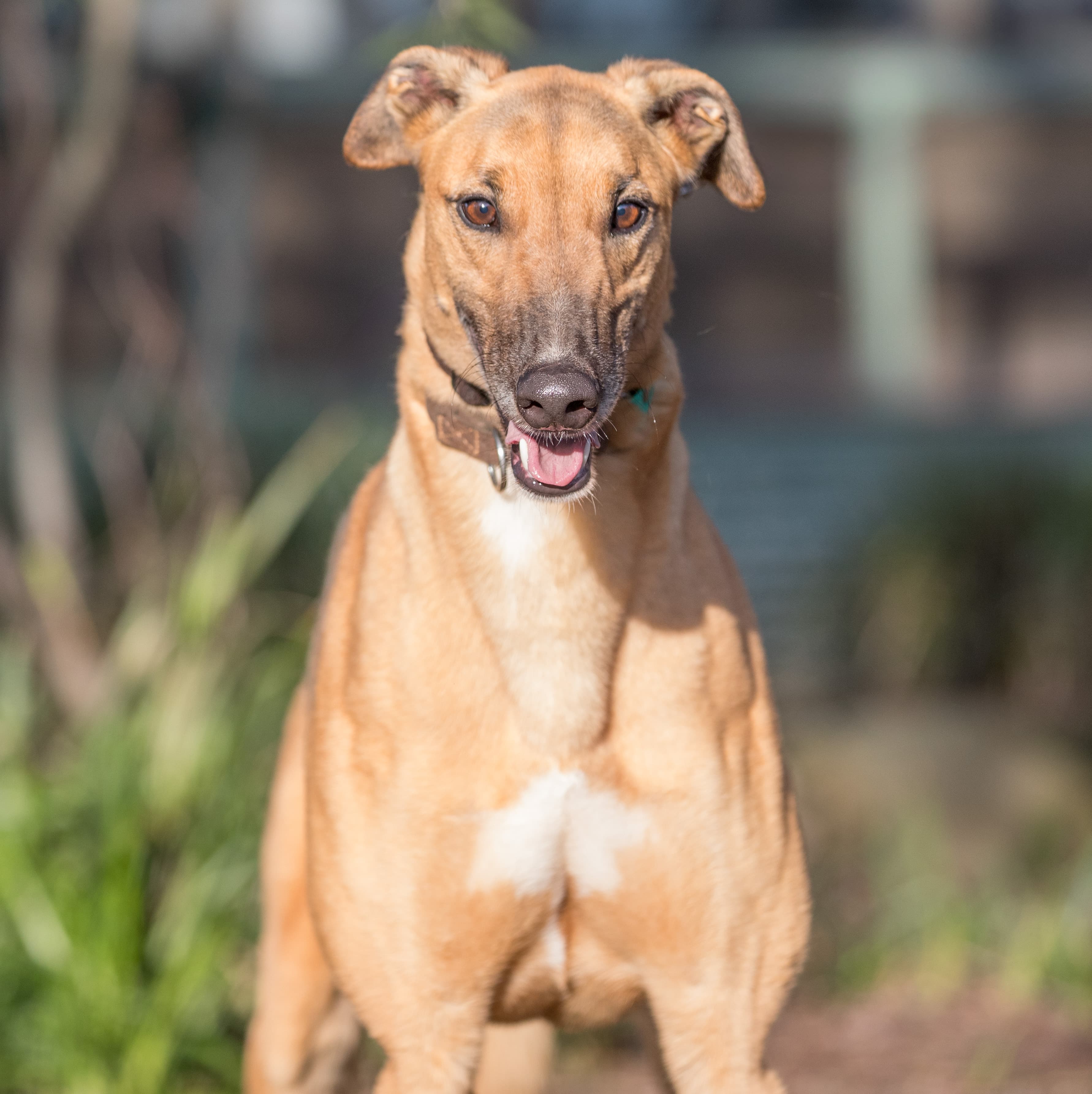 Micah - Greyhound available for adoption in Melbourne