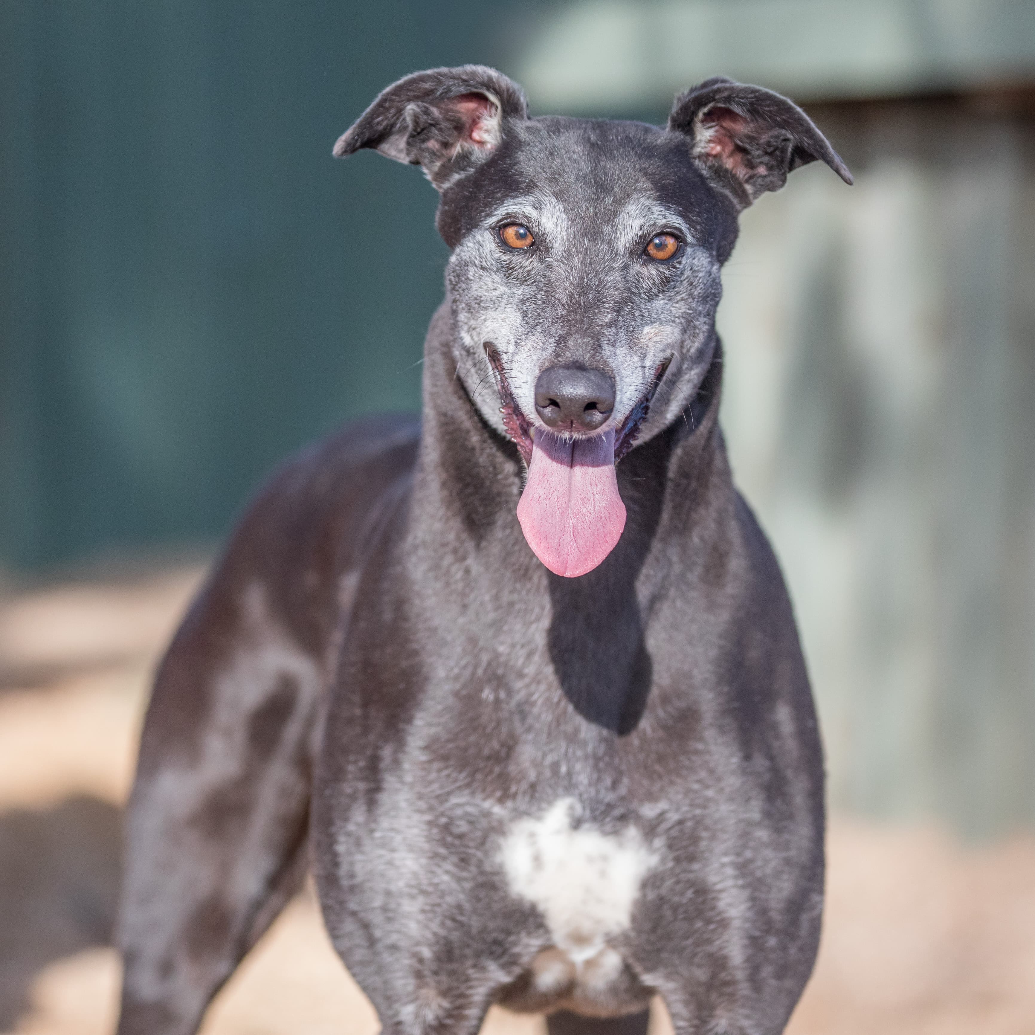 Zari - Greyhound available for adoption in Melbourne