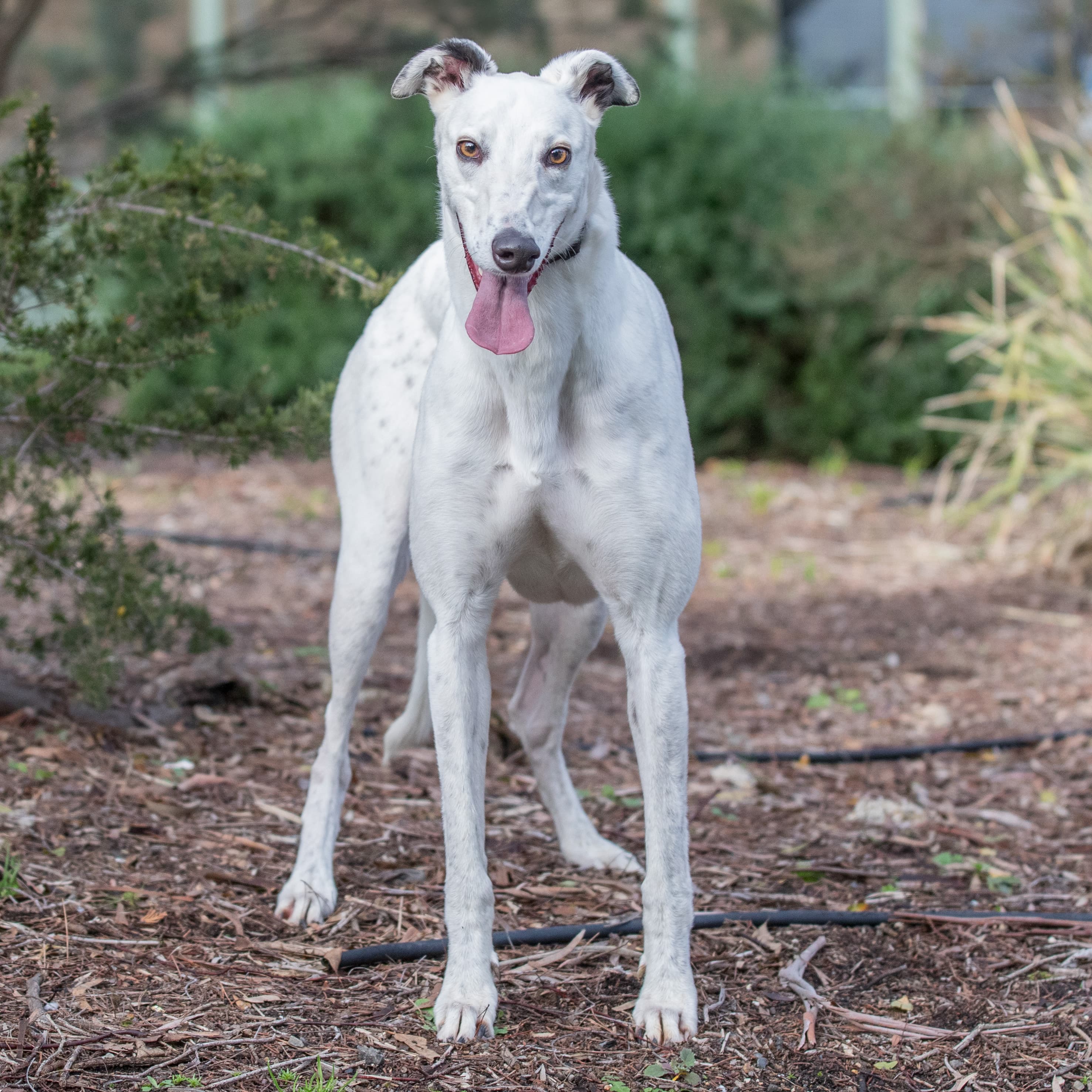 Donald - Greyhound available for adoption in Melbourne