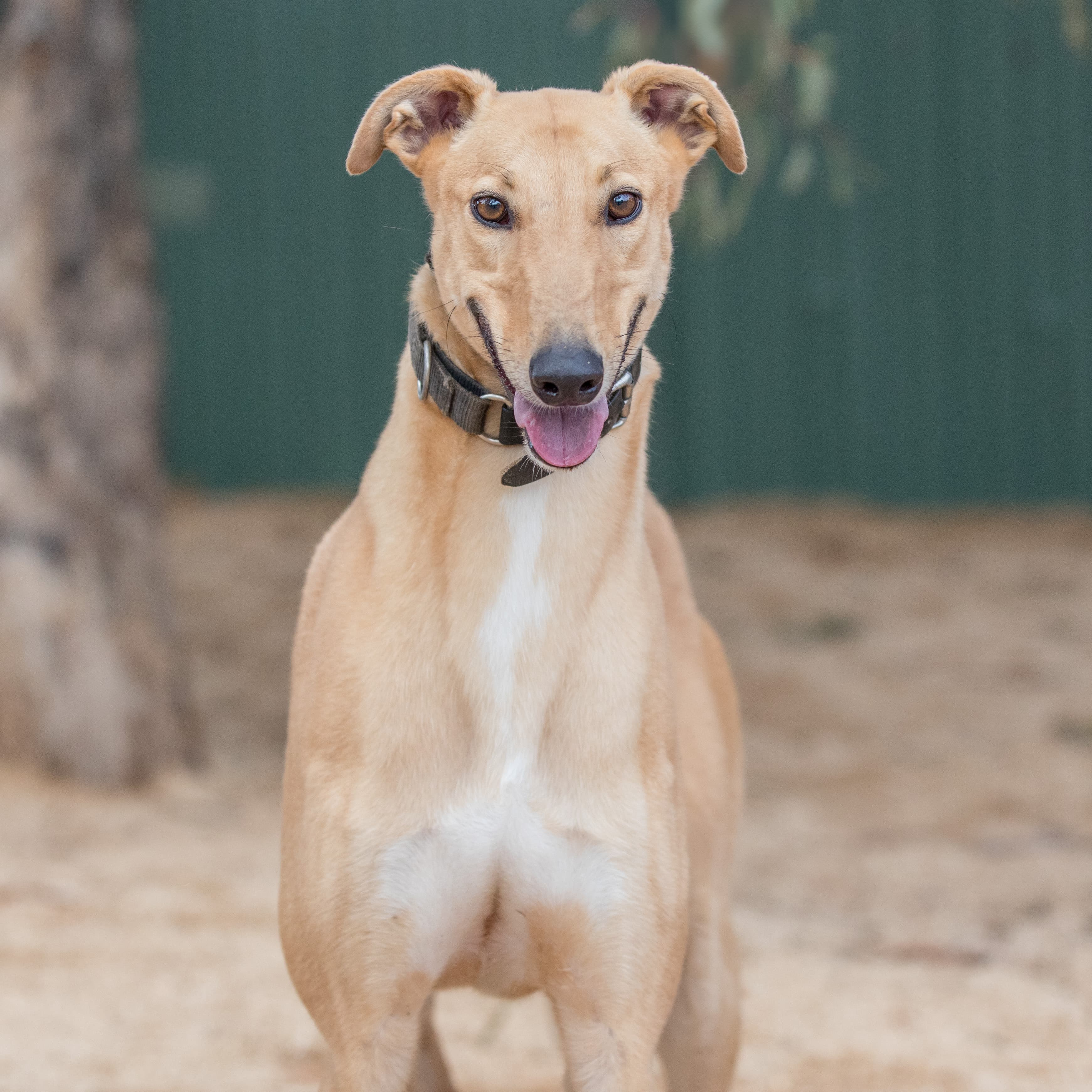 Donny - Greyhound available for adoption in Melbourne