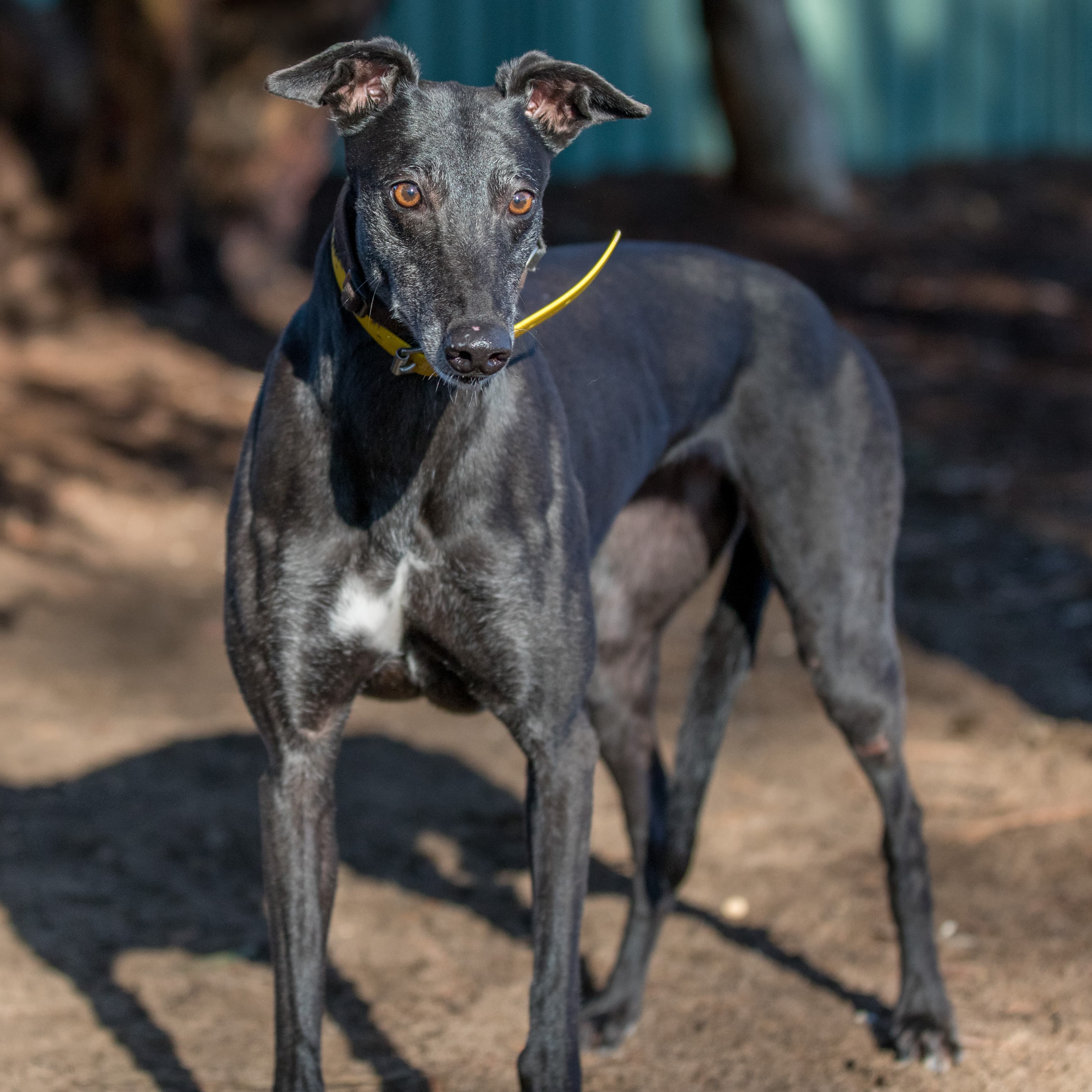 Carly - Greyhound available for adoption in Melbourne