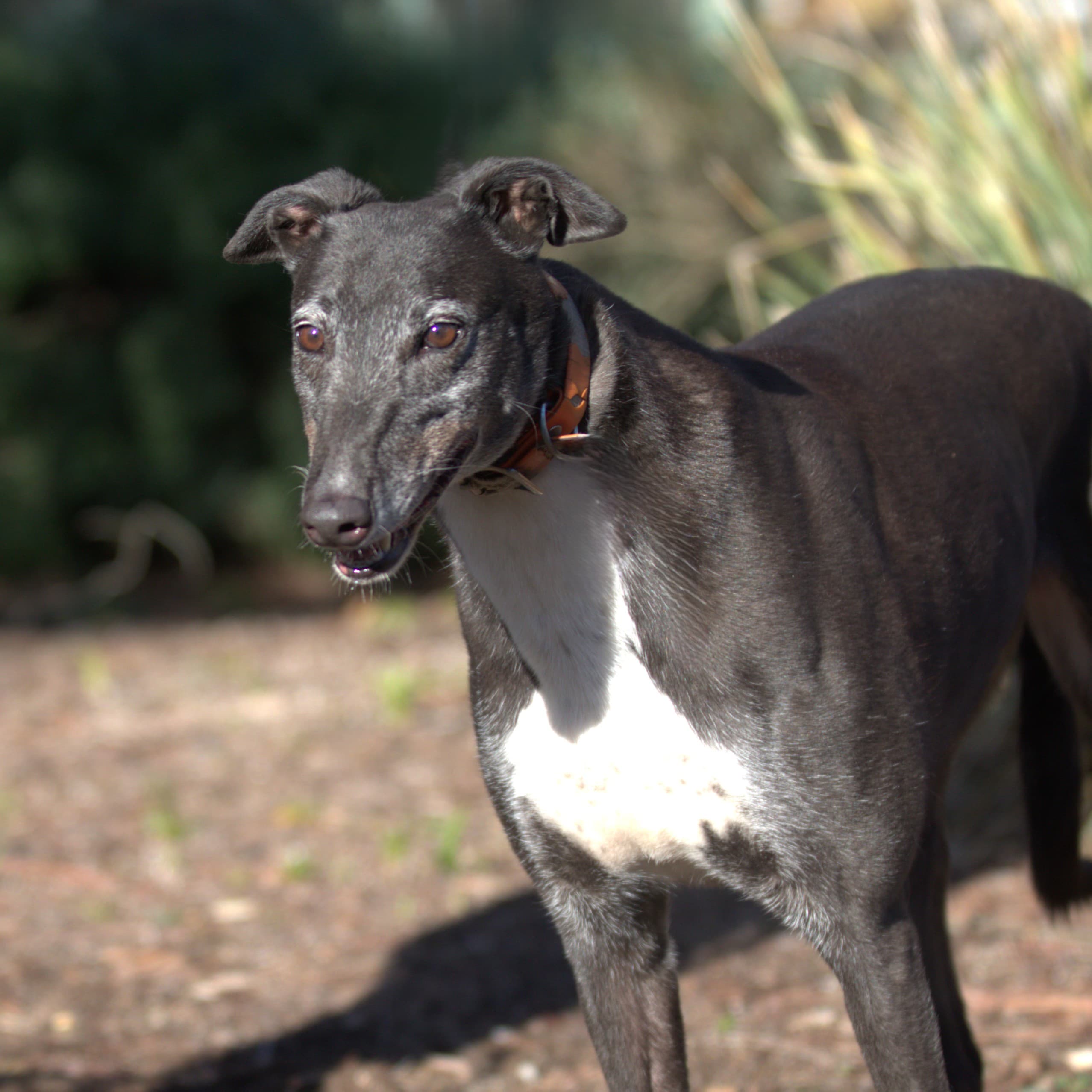 Oreo - Greyhound available for adoption in Melbourne