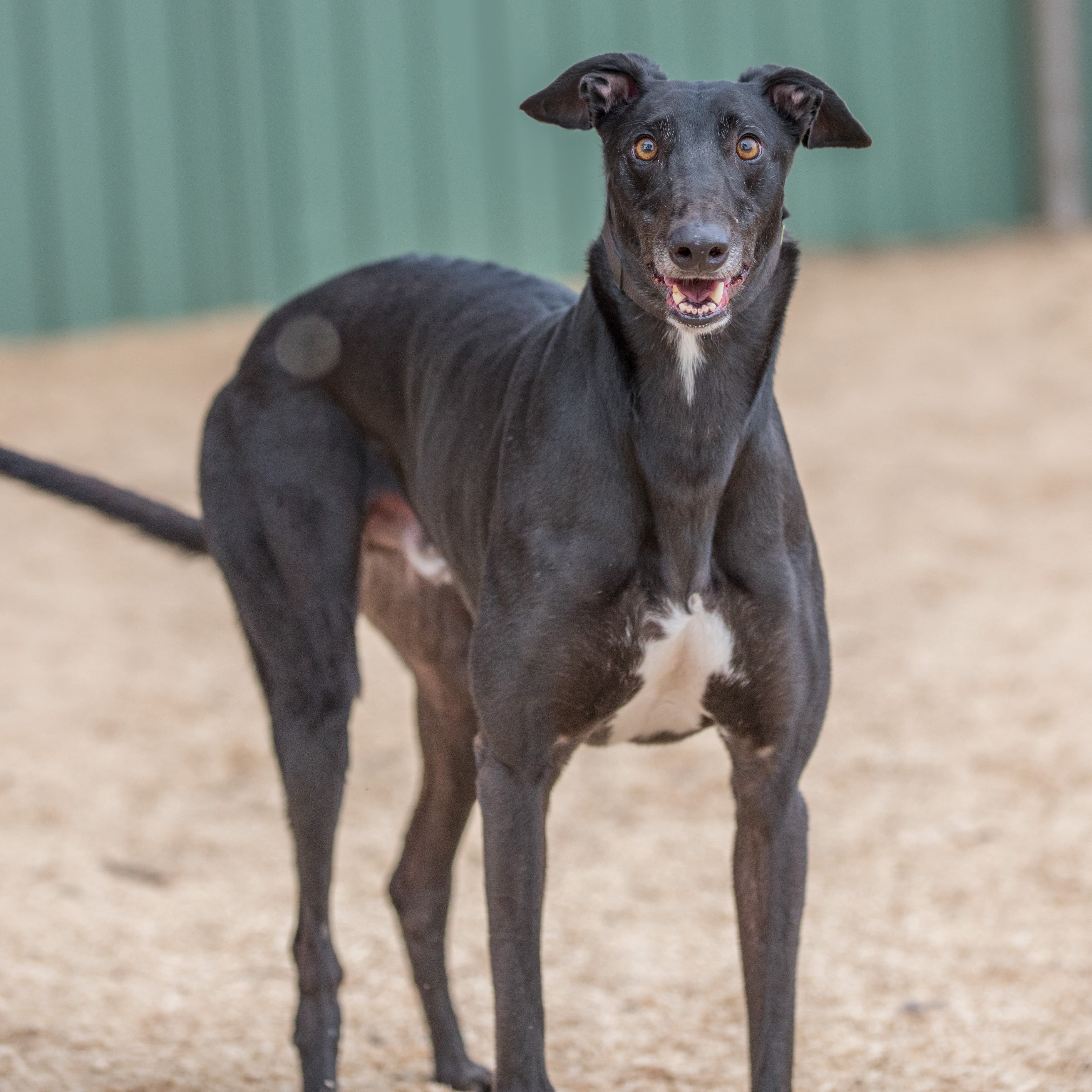 Elzar - Greyhound available for adoption in Melbourne
