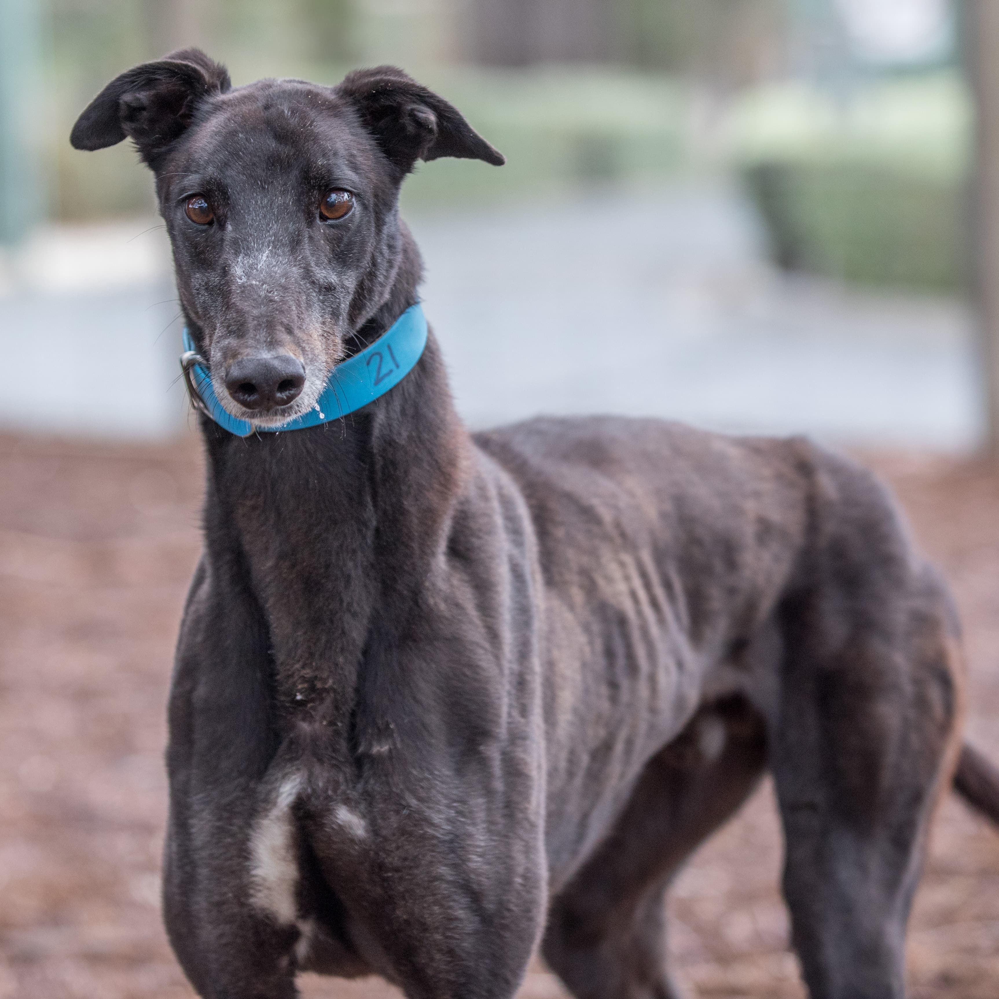 Targan - Greyhound available for adoption in Melbourne
