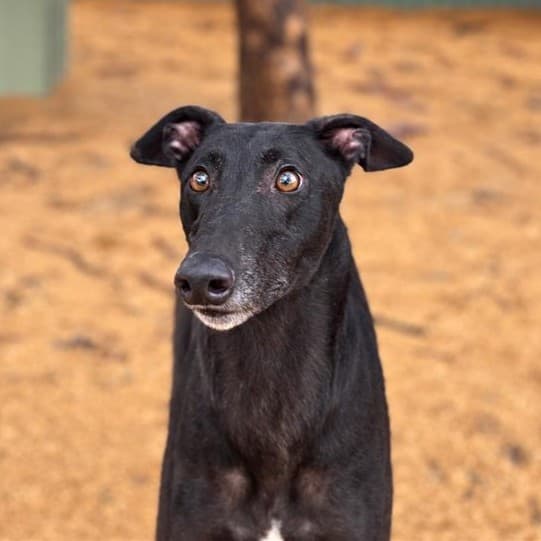Ozzie - Greyhound available for adoption in Melbourne
