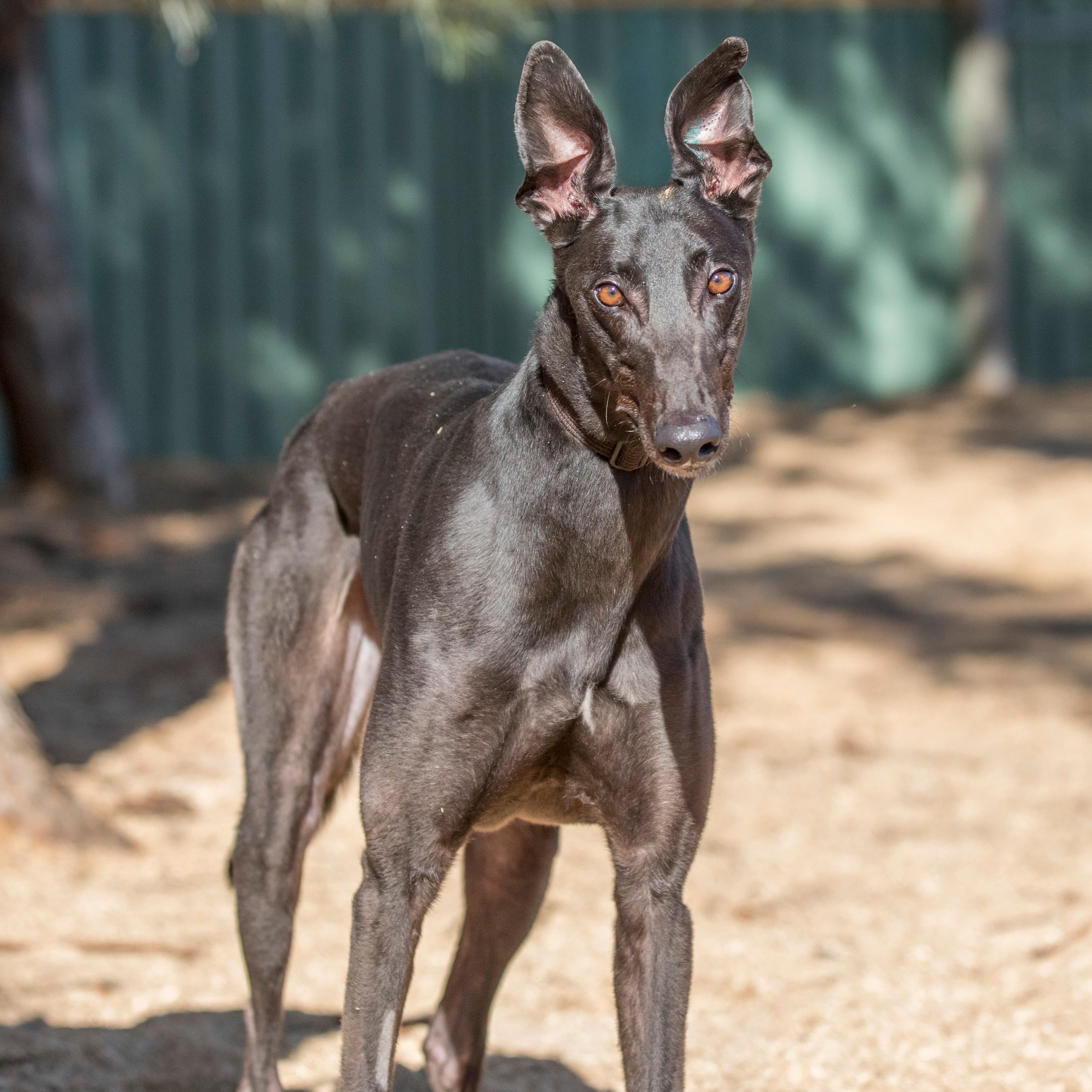 Marlowe - Greyhound available for adoption in Melbourne