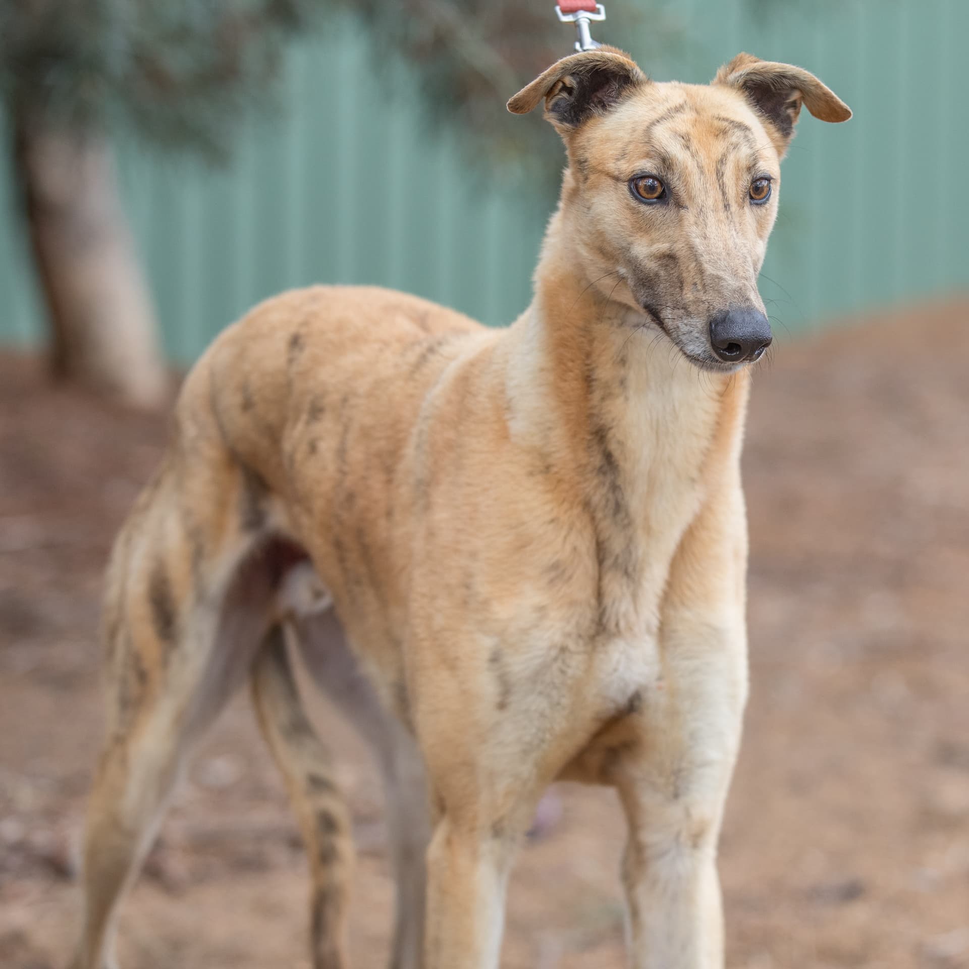 George - Greyhound available for adoption in Melbourne