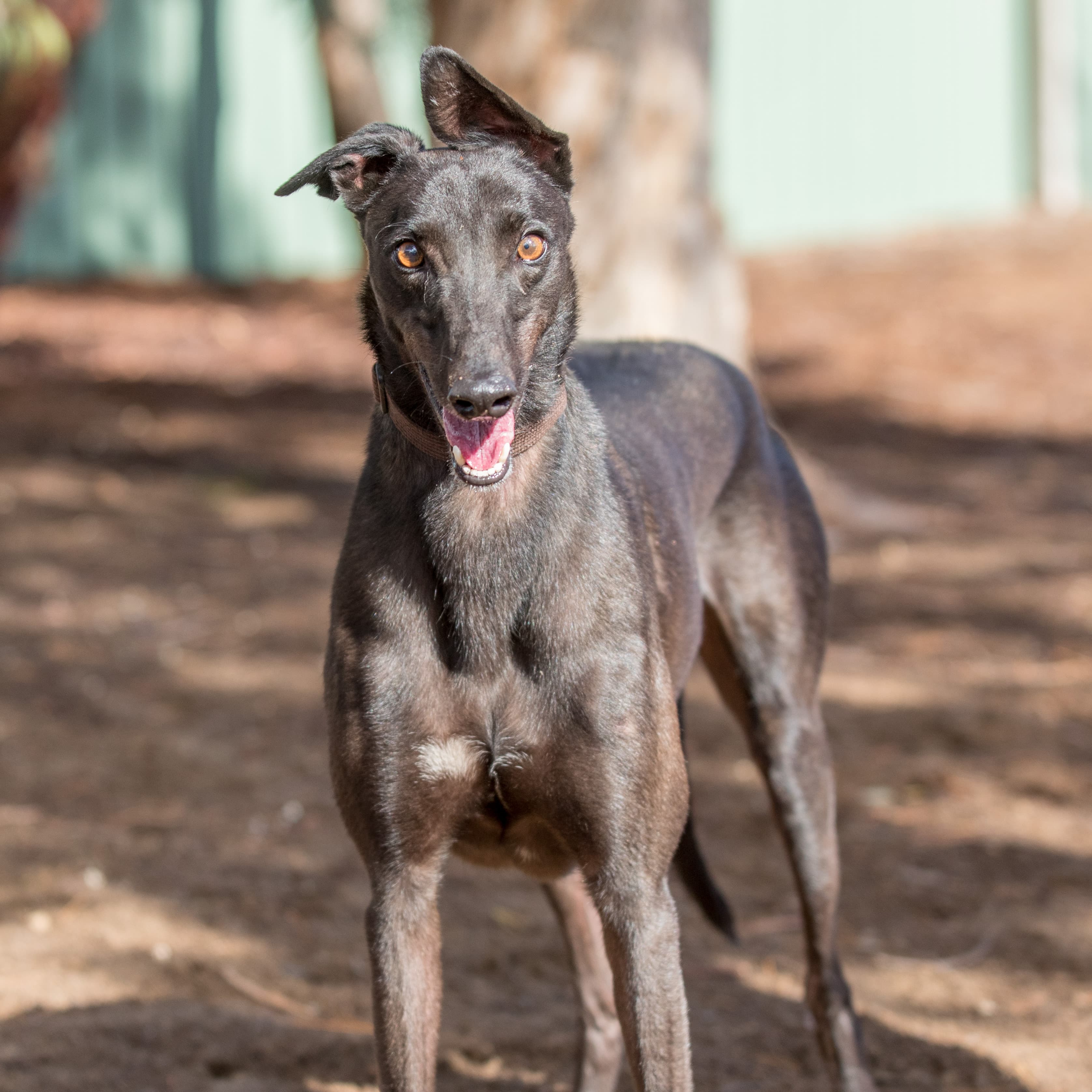 Little Man - Greyhound available for adoption in Melbourne