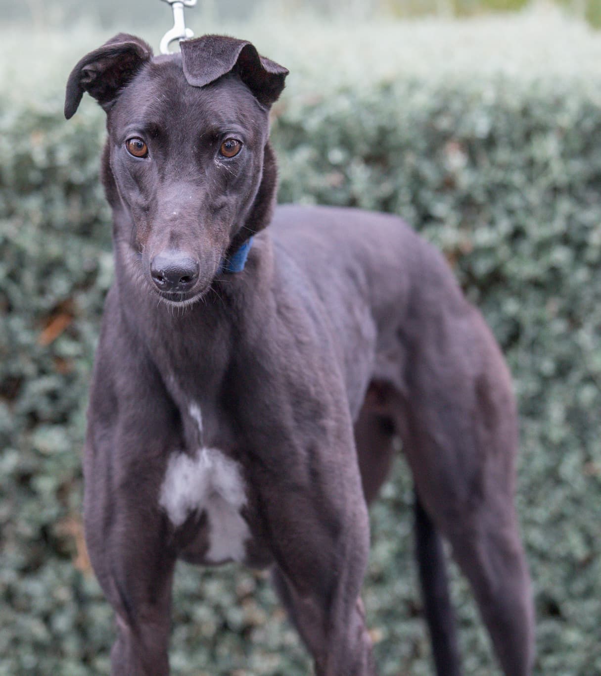 Maui - Greyhound available for adoption in Melbourne