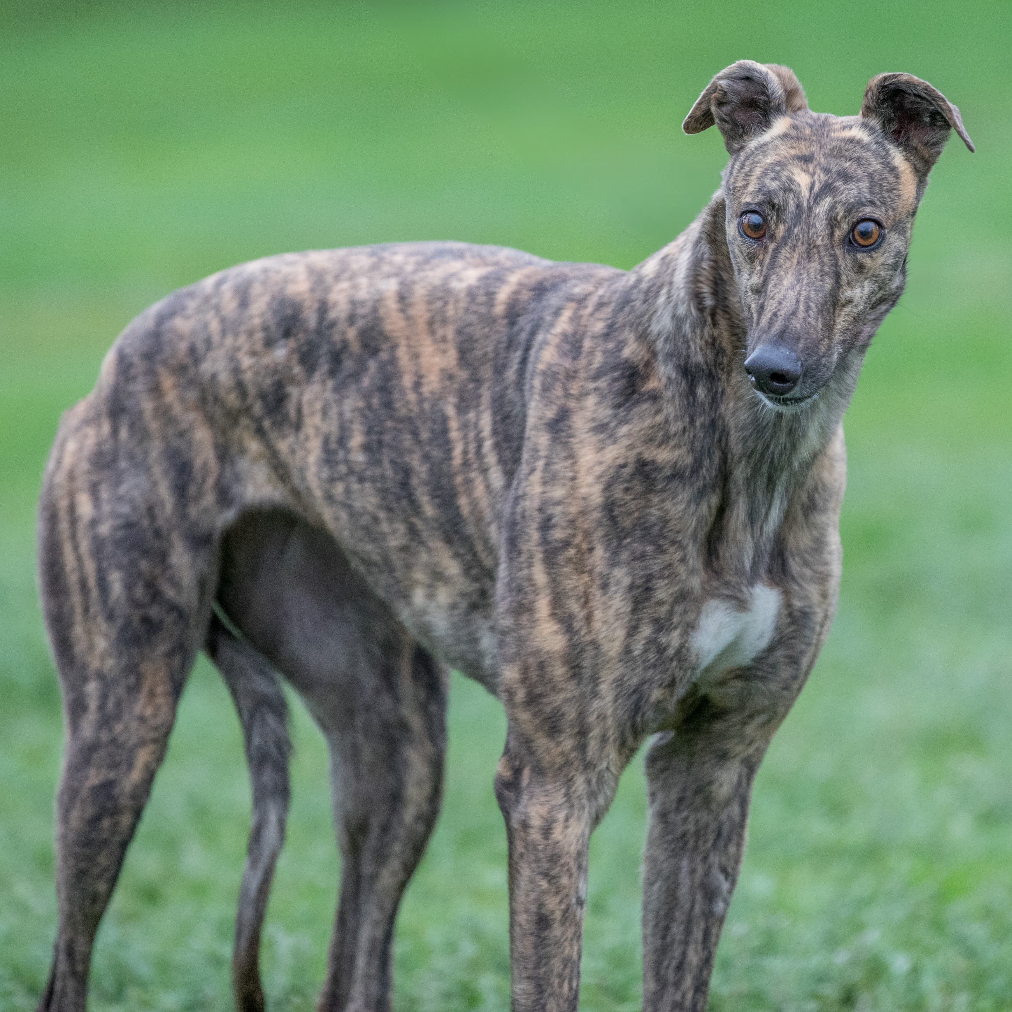 Audrea - Greyhound available for adoption in Melbourne