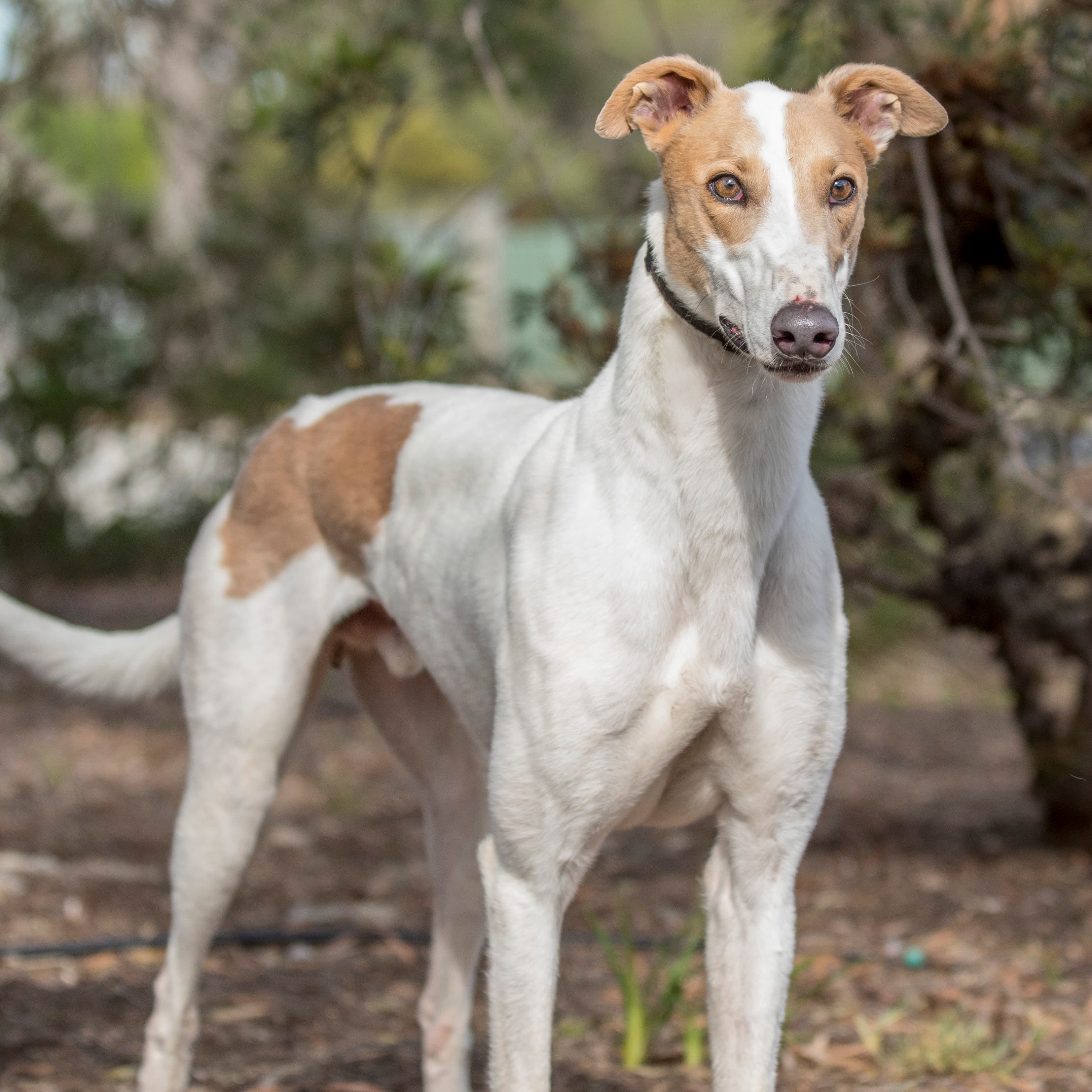 Gaz - Greyhound available for adoption in Melbourne