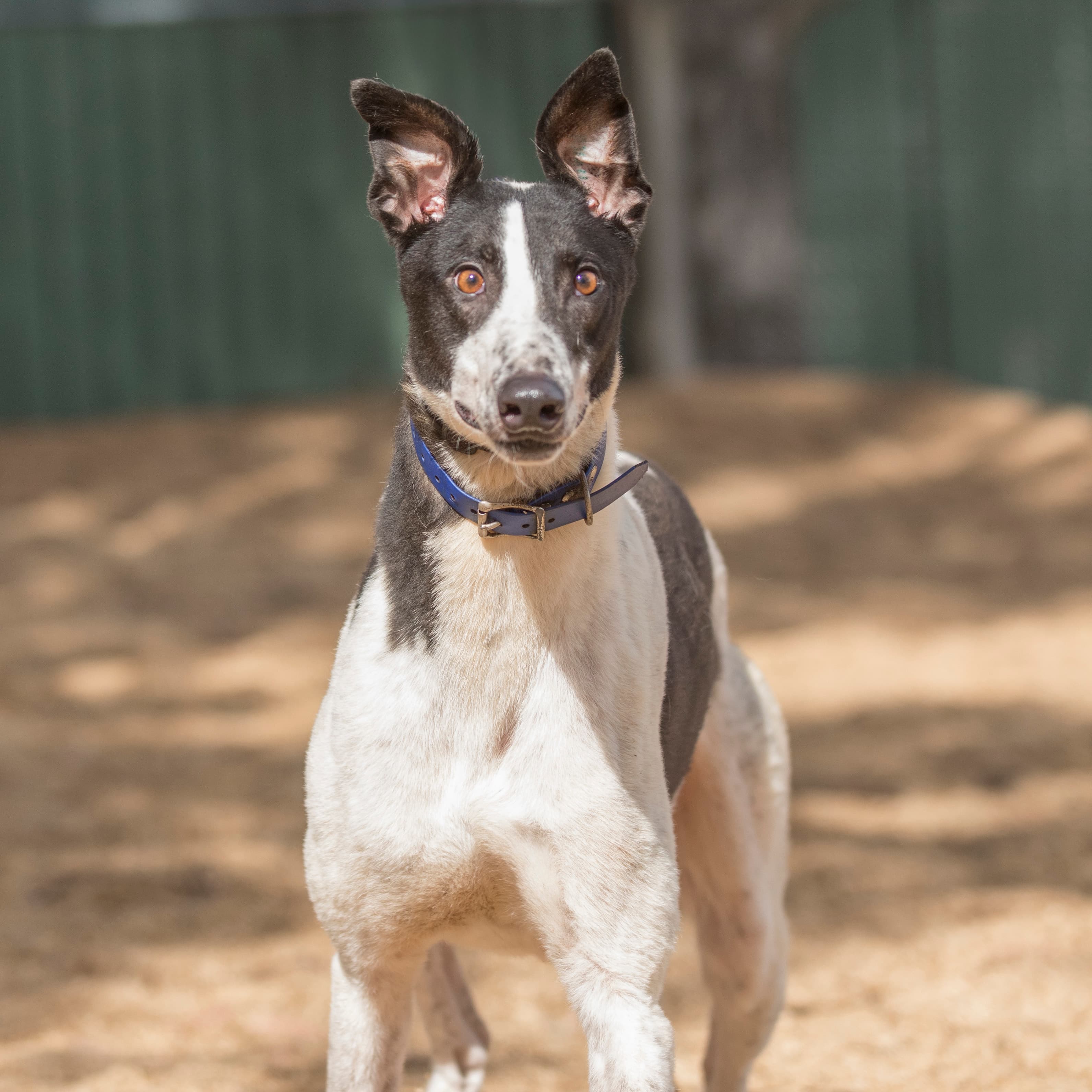 Willy - Greyhound available for adoption in Melbourne