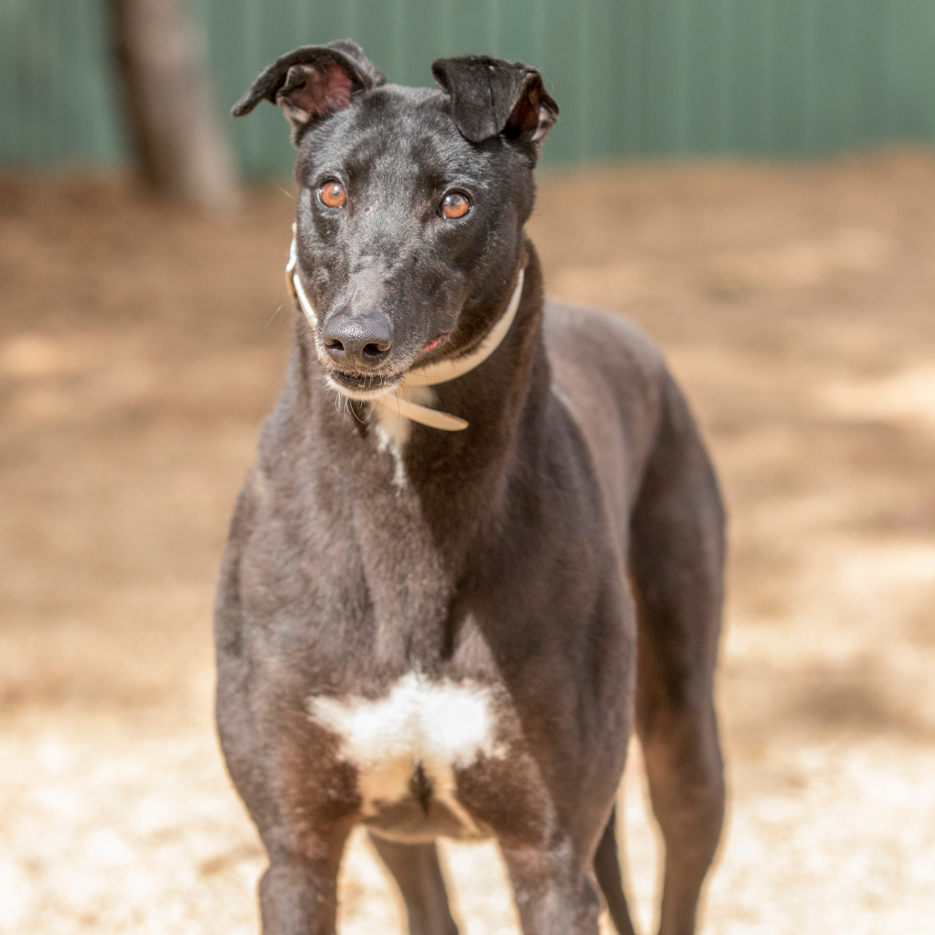 Nace - Greyhound available for adoption in Melbourne