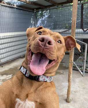 Astrid - Mixed Breed available for adoption in Christchurch