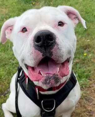 Lucas - Mixed Breed available for adoption in Christchurch
