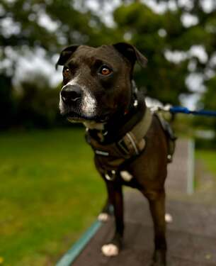 Rua - Mixed Breed available for adoption in Christchurch