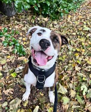 Kaiza - Mixed Breed available for adoption in Christchurch
