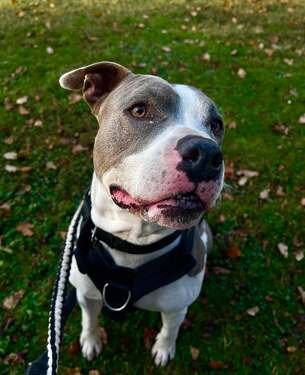 Kratos - Mixed Breed available for adoption in Christchurch