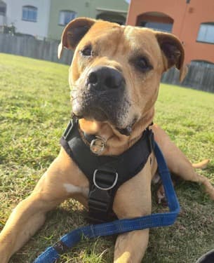 Bruno - Mixed Breed available for adoption in Christchurch