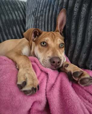 Biggie - Mixed Breed available for adoption in Christchurch