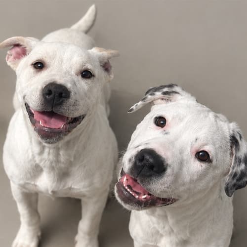 Lemon and Pepper - Crossbreed available for adoption in Hastings