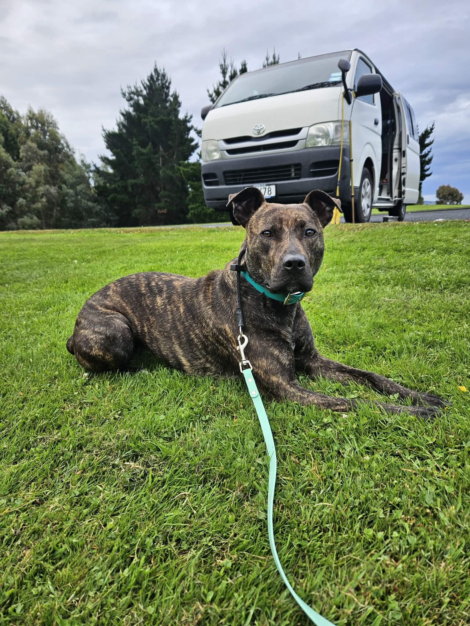 Suzie - Staffy Cross available for adoption in Dunedin