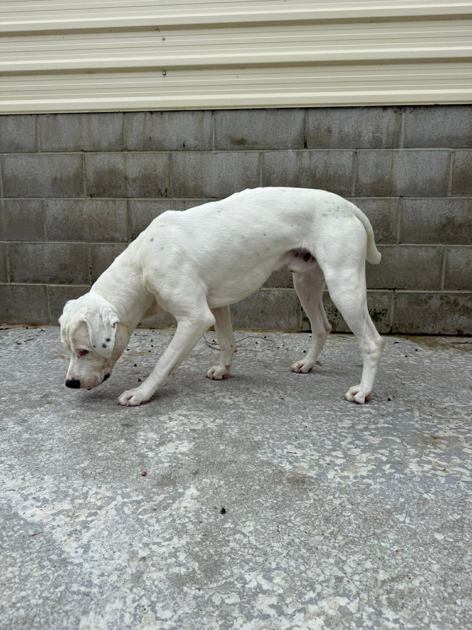 Charlie - American Bulldog/Lab Cross available for adoption in Dunedin