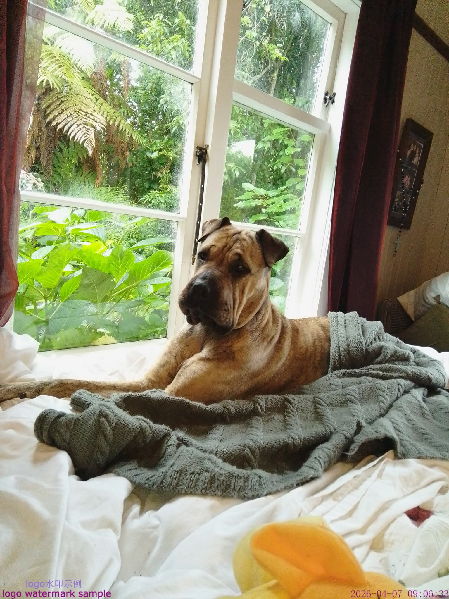 Bobbi - Shar Pei/Mastiff Cross available for adoption in Dunedin