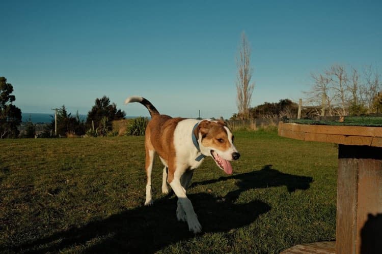 Jack - Huntaway Cross available for adoption in Dunedin
