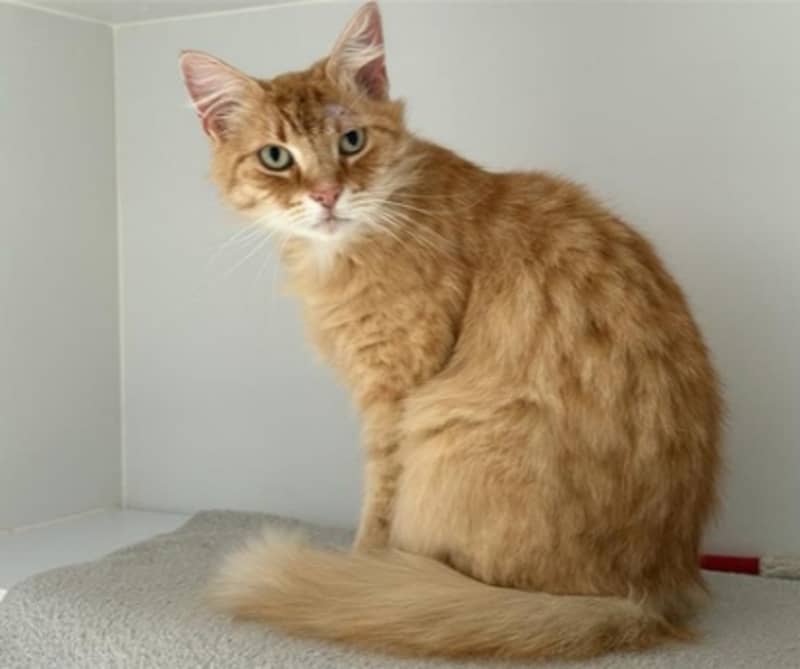 Wally - Domestic Medium Hair cat available for adoption at The Lost Dogs' Home in Melbourne