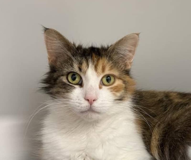 Pepper - Domestic Short Hair cat available for adoption at The Lost Dogs' Home in Melbourne