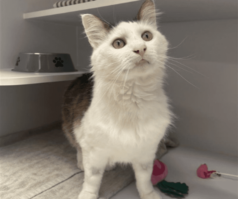Monty - Domestic Medium Hair cat available for adoption at The Lost Dogs' Home in Melbourne