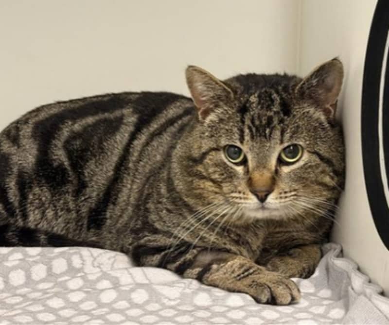 Magical Michael - Domestic Short Hair cat available for adoption at The Lost Dogs' Home in Melbourne