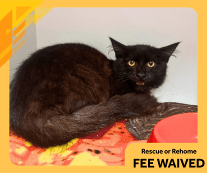 Delbert - Domestic Longhair cat available for adoption at The Lost Dogs' Home in Melbourne