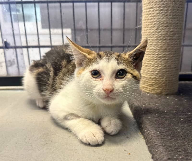 Caramello - Domestic Short Hair cat available for adoption at The Lost Dogs' Home in Melbourne