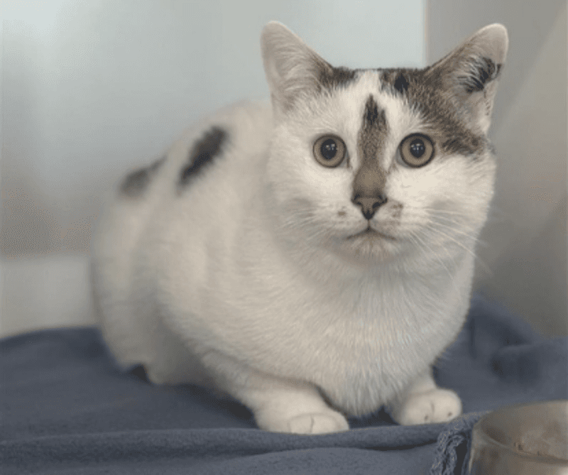 Lucius - Domestic Short Hair cat available for adoption at The Lost Dogs' Home in Melbourne