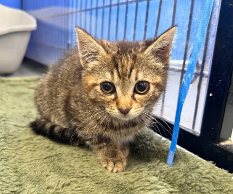 Hani - Domestic Short Hair cat available for adoption at The Lost Dogs' Home in Melbourne