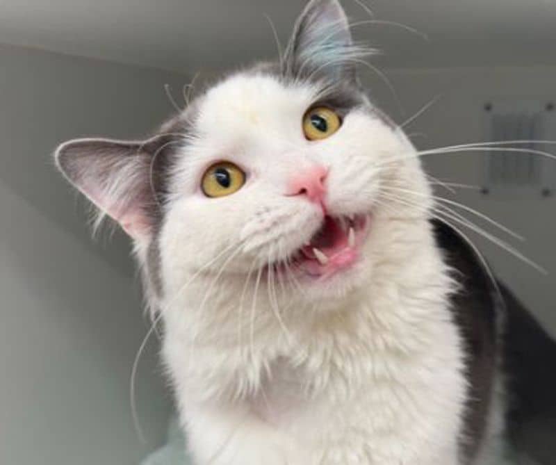 Tutu - Domestic Medium Hair cat available for adoption at The Lost Dogs' Home in Melbourne