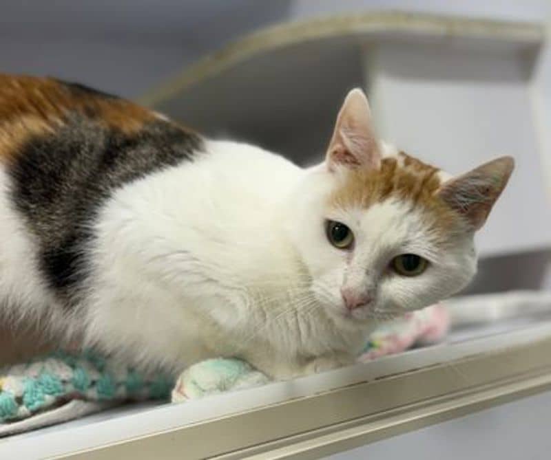 Juniper - Domestic Short Hair cat available for adoption at The Lost Dogs' Home in Melbourne