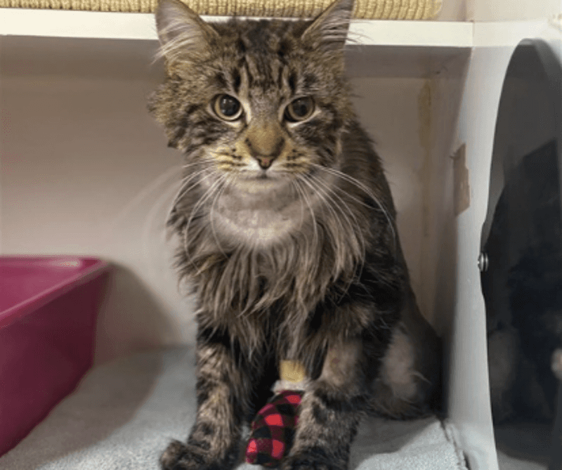 Kiwi - Domestic Medium Hair cat available for adoption at The Lost Dogs' Home in Melbourne
