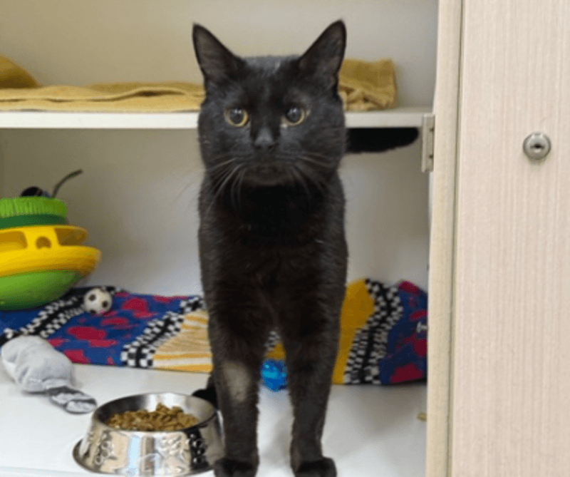 Kyle - Domestic Short Hair cat available for adoption at The Lost Dogs' Home in Melbourne