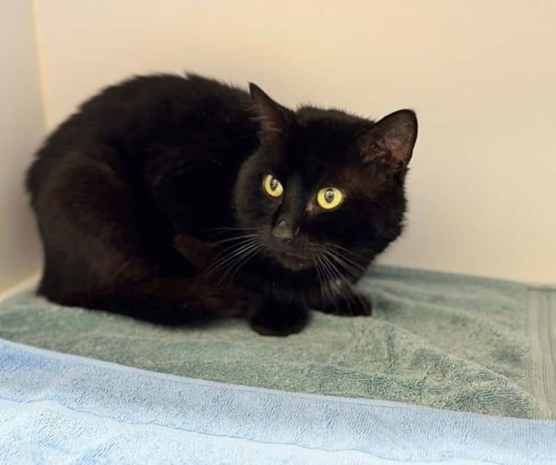 Patrick - Domestic Medium Hair cat available for adoption at The Lost Dogs' Home in Melbourne