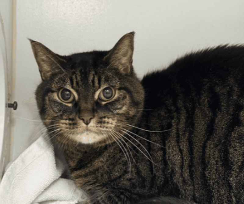 Rascal - Domestic Short Hair cat available for adoption at The Lost Dogs' Home in Melbourne